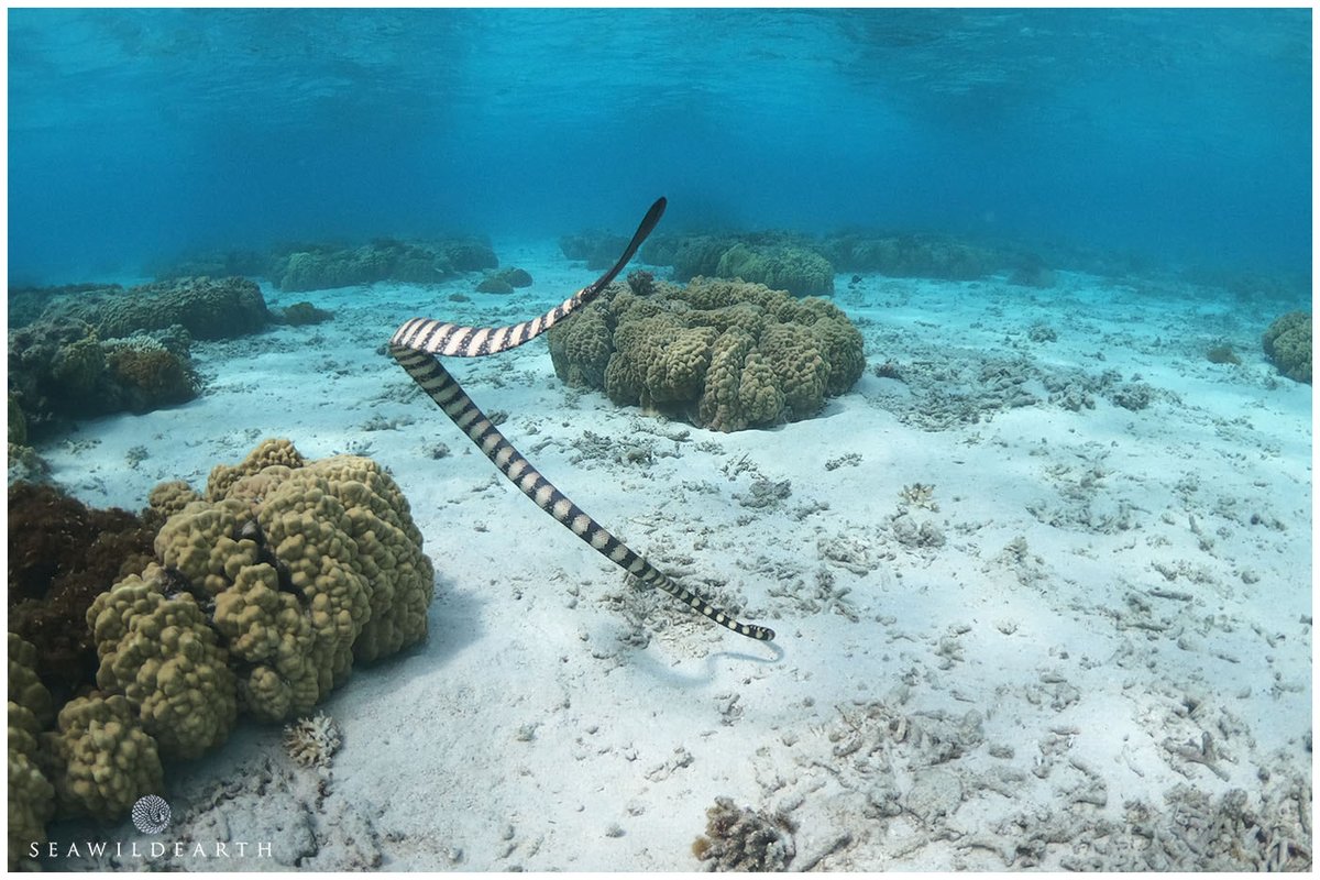 he who needs to be silenced tweet media