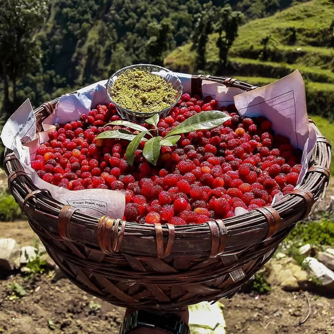 alokntyl's tweet image. काफल और पिस्यु लूण(पहाडी नमक)😍🌸💕

🥰🥰🥰🥰🥰🥰🥰🥰🥰🥰
State Fruit of Uttarakhand

#Uttarakhand
