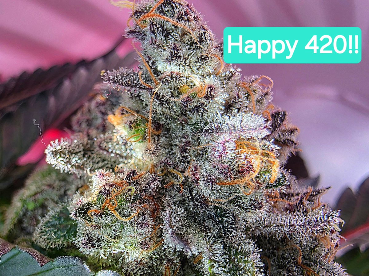 cookiesqueen33's tweet image. Happy 420 to all you fine people out there! #CannabisCommunity #StonerFam #cannabisculture #Mmemberville #CannabisPhotography