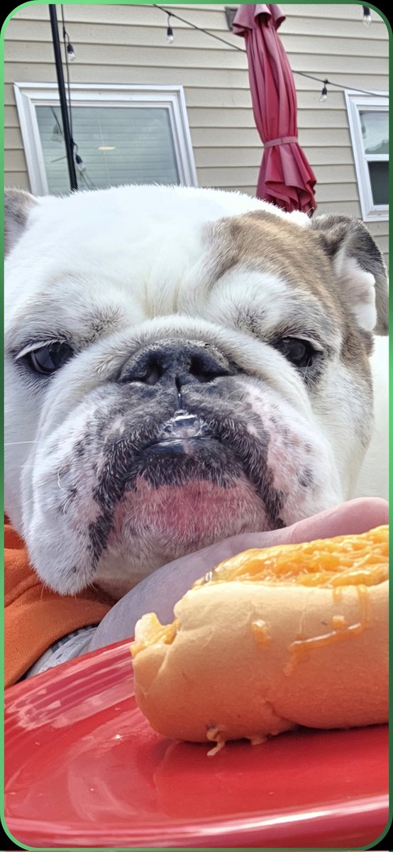 Whodey3318's tweet photo. I hope everyone can find someone that looks at them the way my dog looks at a @Skyline_Chili cheese coney! 💜🌭 https://t.co/FVLVKN45qm