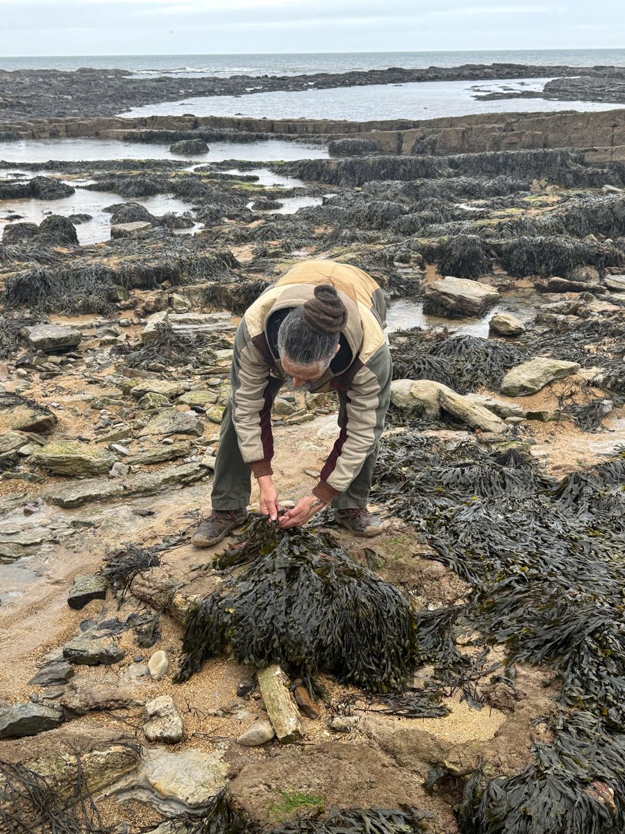 kilted_guide's tweet image. Visited @eastneukseaweed foraging for seaweed before trying some seaweed based snacks - a fabulous presentation from this New Zealander. Also an opportunity for a sea swim and a beach sauna - given weather the swim was not attractive but the sauna.. #tourguide #britainsbestguides