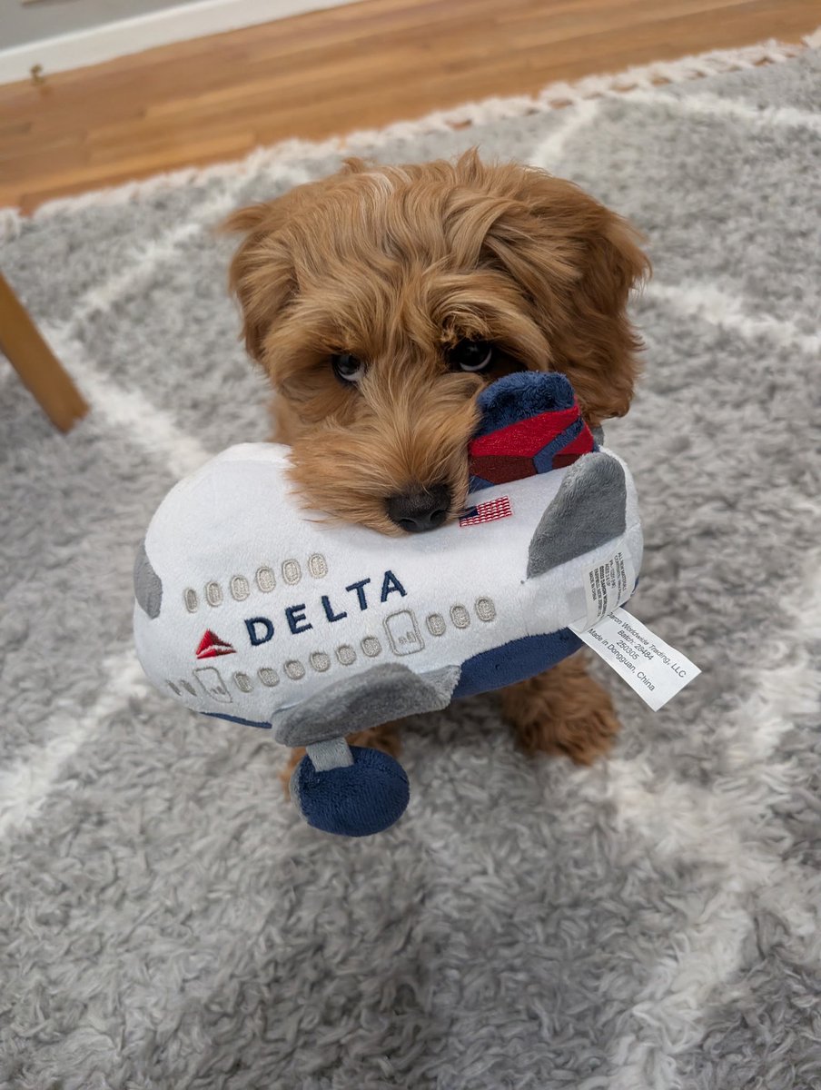 KateDeckelbaum's tweet photo. My little guy is ready to take flight somewhere! @Delta https://t.co/oi5ddMPDtj