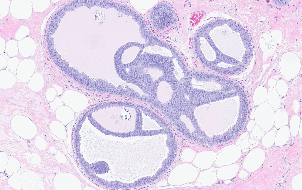 Fouad Boulos tweet media