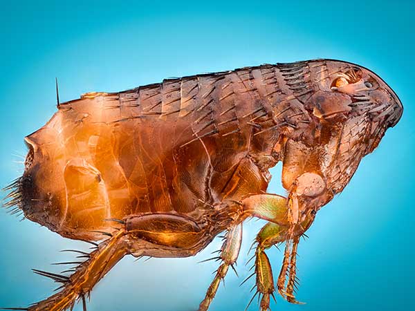 AussieShepLover's tweet image. Flea Allergy Dermatitis And What To Do About It 🐾💖⚕
australian-shepherd-lovers.com/flea-allergy-d…

🔶 Aussie Owner? Get our Official Guide to Aussie Training &amp;amp; Care here...
australian-shepherd-lovers.com/asl-ebook-fb

#australianshepherd #aussie #dogs #doghealth #aussielovers