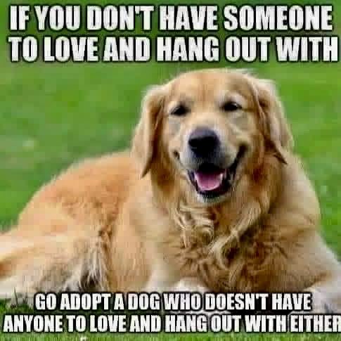 GilCasarez's tweet image. 🐶 Todays PSA 🐾 
.
#dogs #AdoptDontBuy #adoptadog