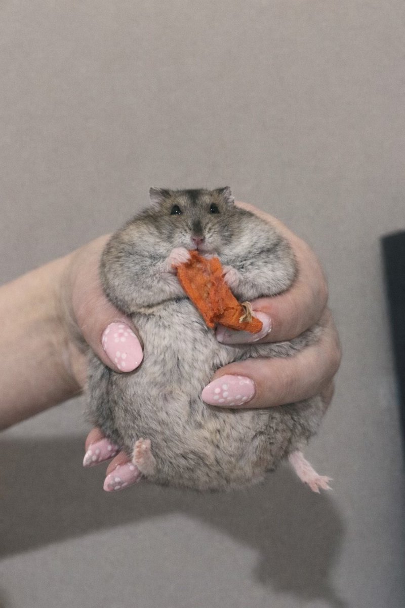 hamster tweet media