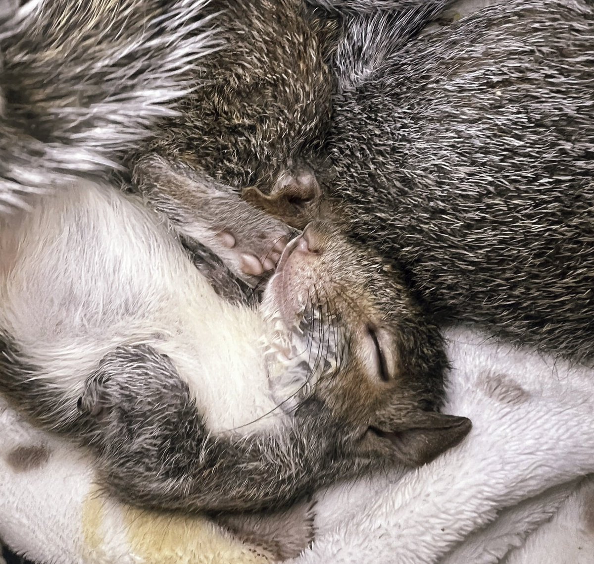 HAPPINESS IS A FULL TUMMY! Look at the milky smile! 🙂❤️🐿