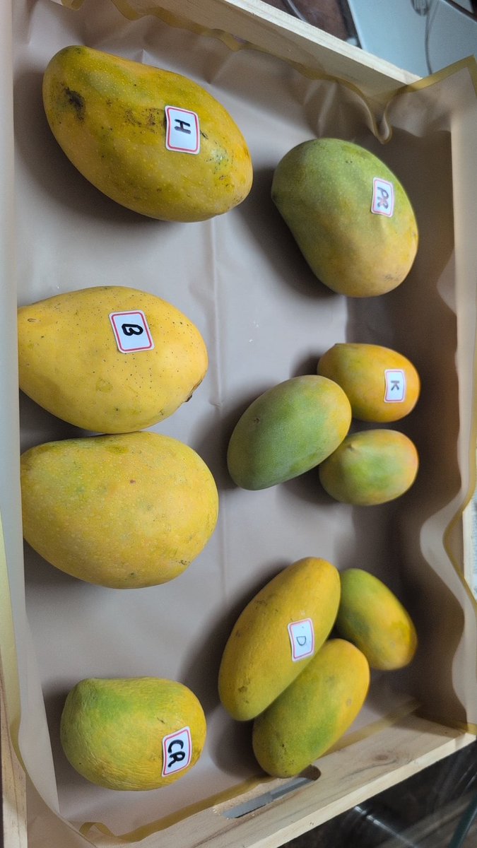 goooofboll's tweet image. Now packing sampler boxes of Himayat, Banginpalli, Pedda rasalu, chinna rasalu, dasheri and kesari 

WhatsApp on +91 9177833789 to order yours! 

Please RT &amp;amp; share with your friends and family! 
#mango #summer