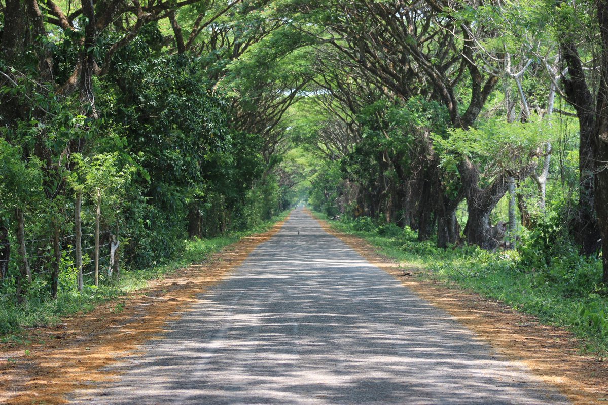 Un lugar que parece sacado de una película…  el Túnel #ElTintal es uno de ellos. 🪾🌳

Ubicado en #Jalapa, Tabasco, este pasaje natural cubierto de vegetación crea un escenario único donde la luz se filtra entre los árboles.
#ElEdenTienesQueVivirlo #SoyTuristaLocal