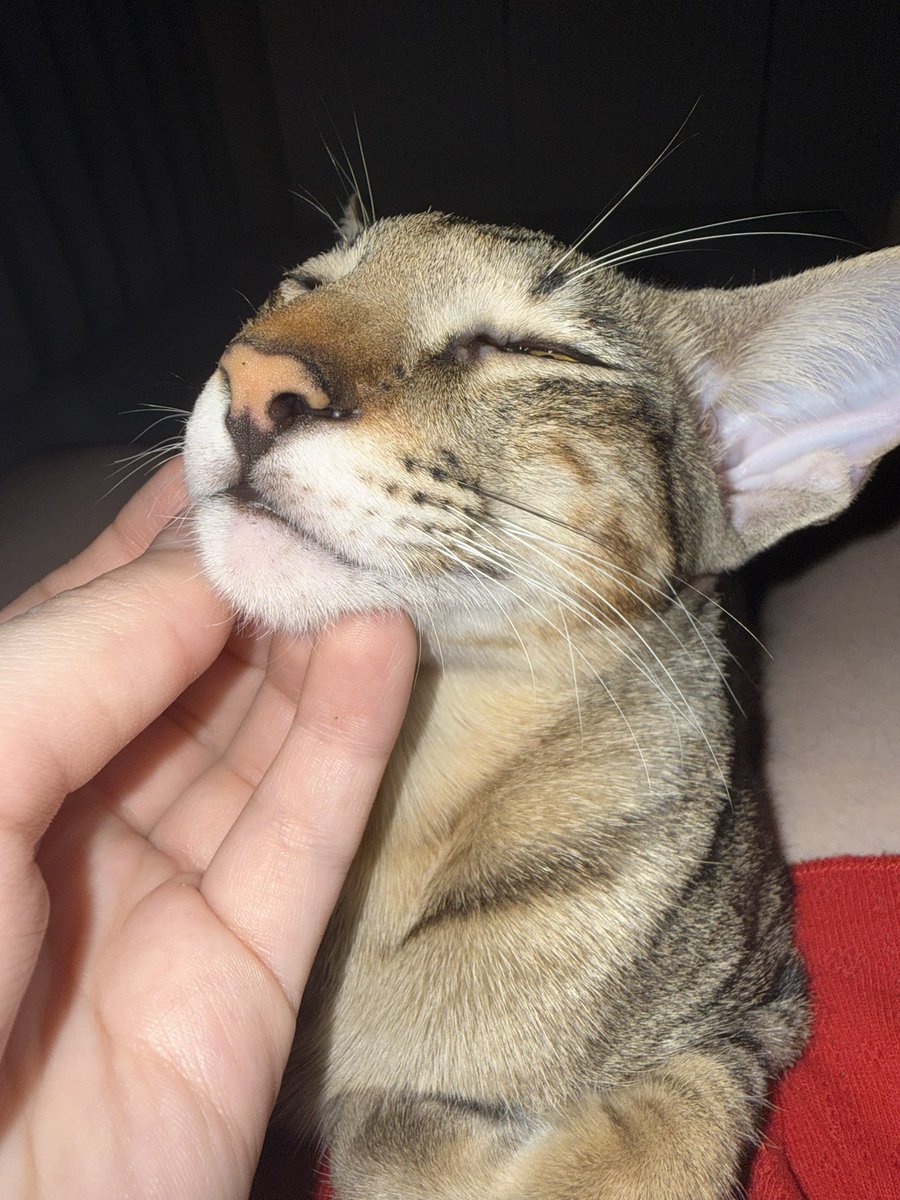 Wind__Eve's tweet photo. Here comes my kitten https://t.co/1dvnoFbLoH
