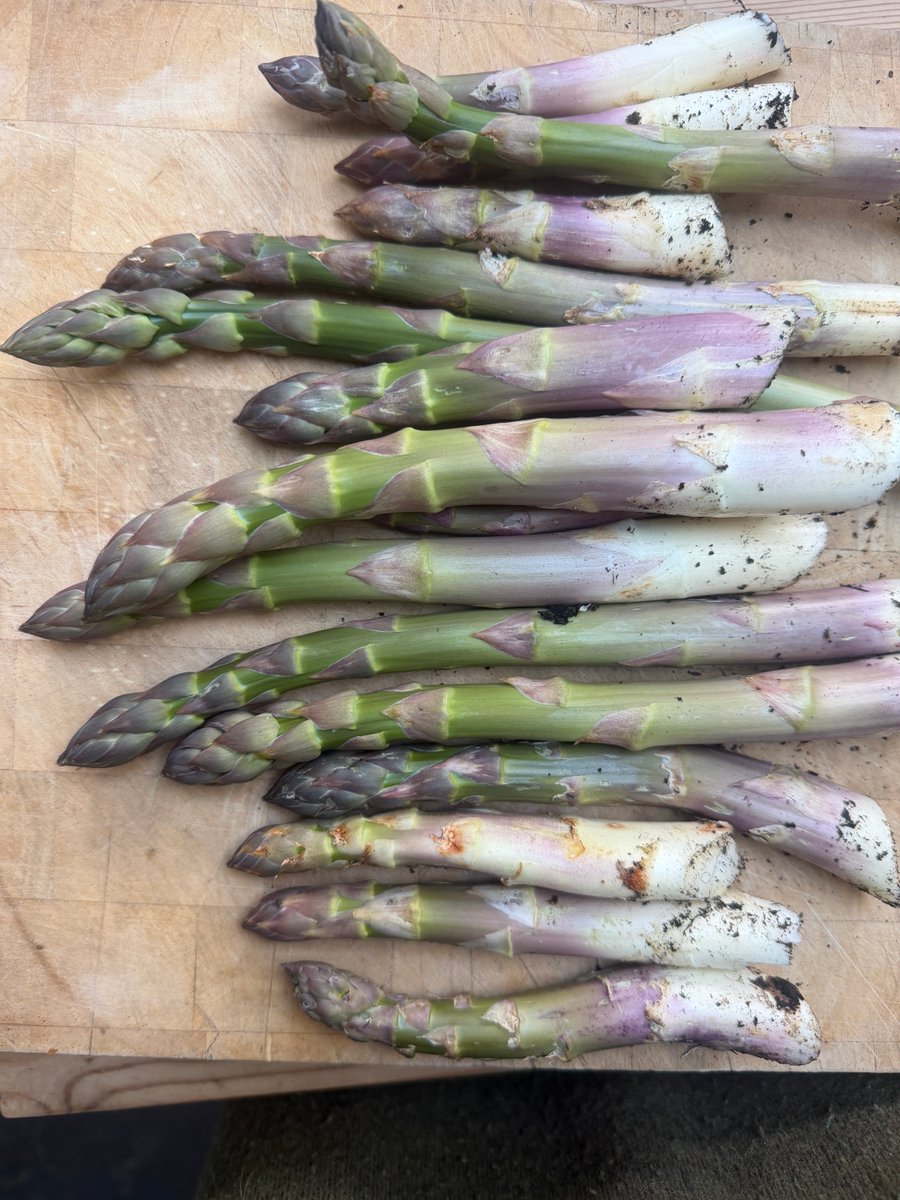 Liza Adamczewski or the accidental ecologist tweet media