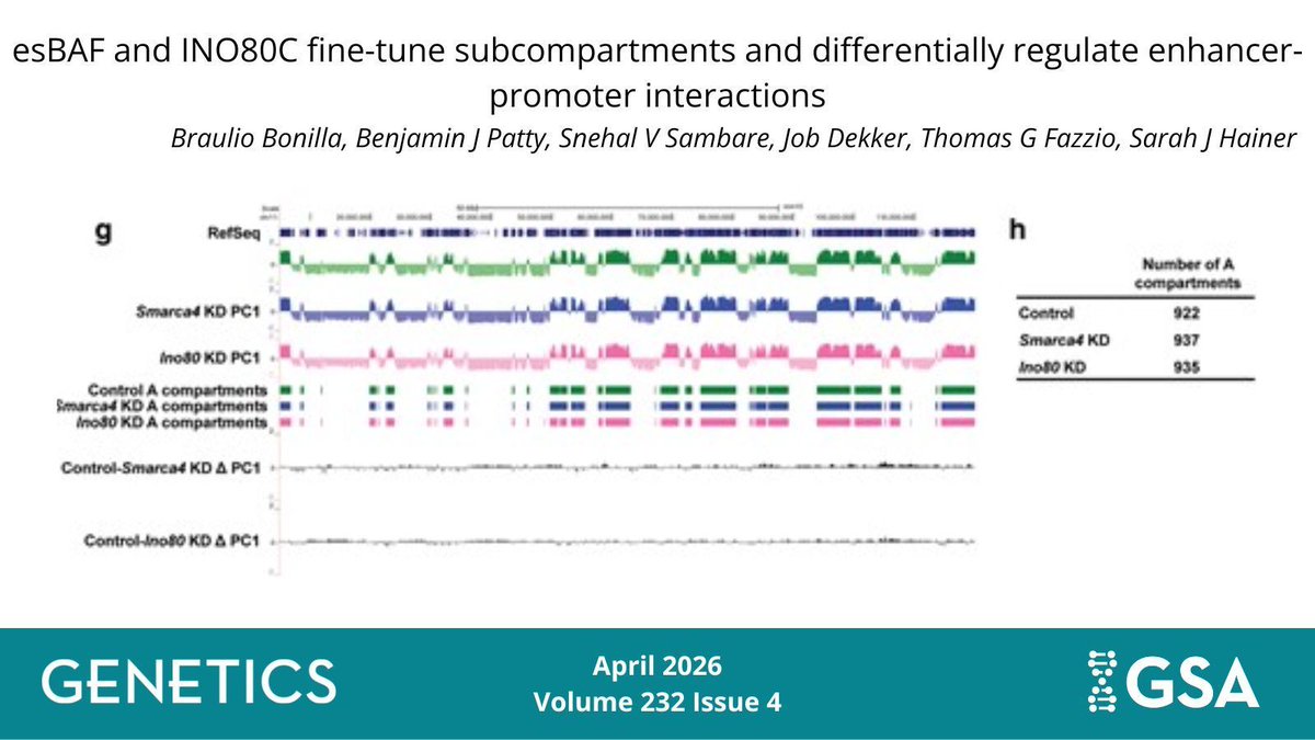 GeneticsGSA's tweet image. Latest study from @HeinerLab probes the functions of nucleosome remodeling complexes in higher-order chromatin organization in mice. 

Learn more in the April issue of #GENETICS: 🔗 buff.ly/jmBMjGB