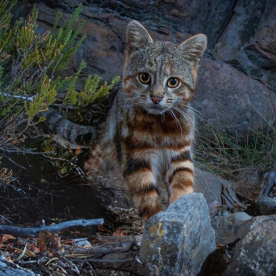 Cyrus Intel tweet media