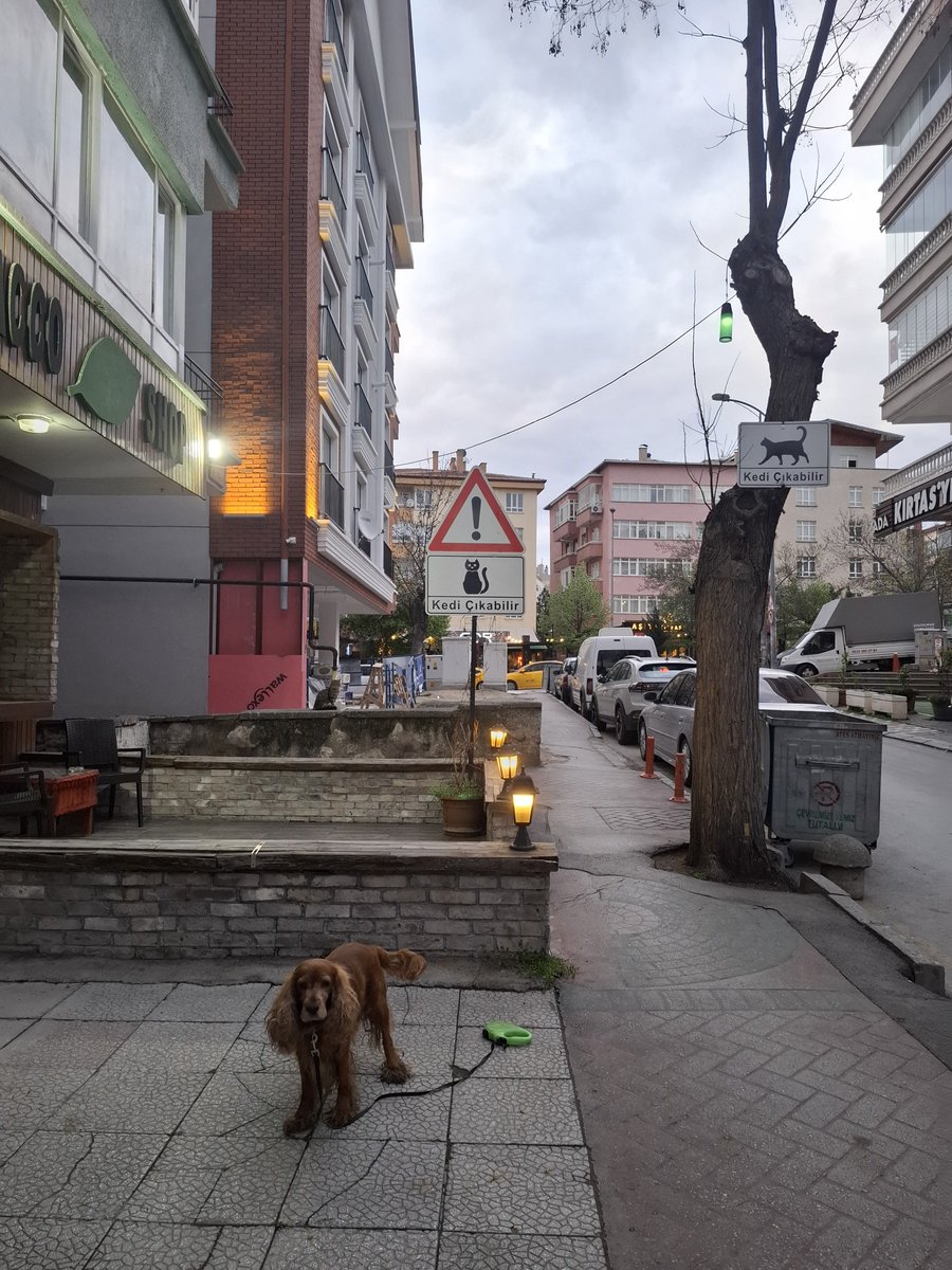 fdslymnl's tweet photo. anladık. kedi sevmeye geliyoruz zaten 😻 https://t.co/shHNP8GHkc