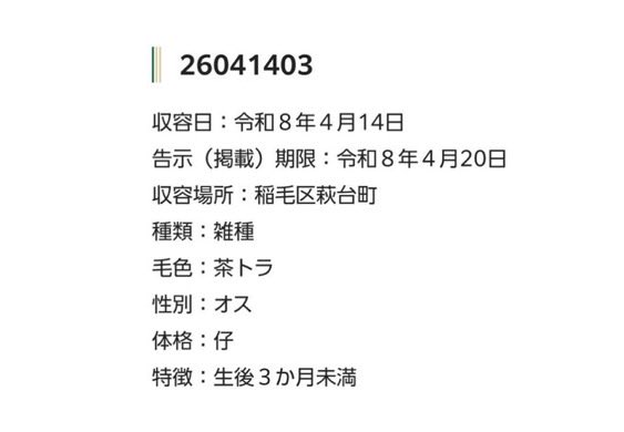 🆘緊急🆘#収容猫
🆘⚠️告示期限超過⚠️
4/14(火)千葉県千葉市稲毛区萩台町
♀白猫
♂キジトラ
♂茶トラ
🚨仔猫×3📲千葉市動物保護指導センター🙇🏻‍♂️
迷い猫/迷子猫/保護猫/ネコ/ねこ/子猫/こねこ/トラ猫/みつわ台/天台/穴川/千葉市動物公園/フレスポ稲毛/稲毛浅間神社/とんかつ独鈷/大井楼/蘭々の湯/犬工房