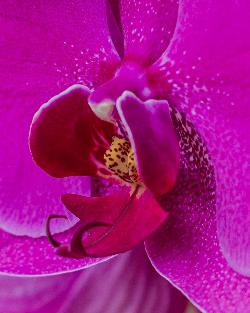 byannmm's tweet photo. Las orquídeas de mi jardín 🩷 https://t.co/asse1Ni0Ad
