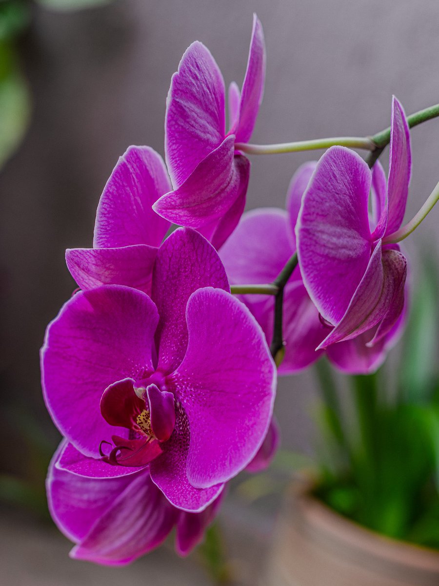 byannmm's tweet photo. Las orquídeas de mi jardín 🩷 https://t.co/asse1Ni0Ad