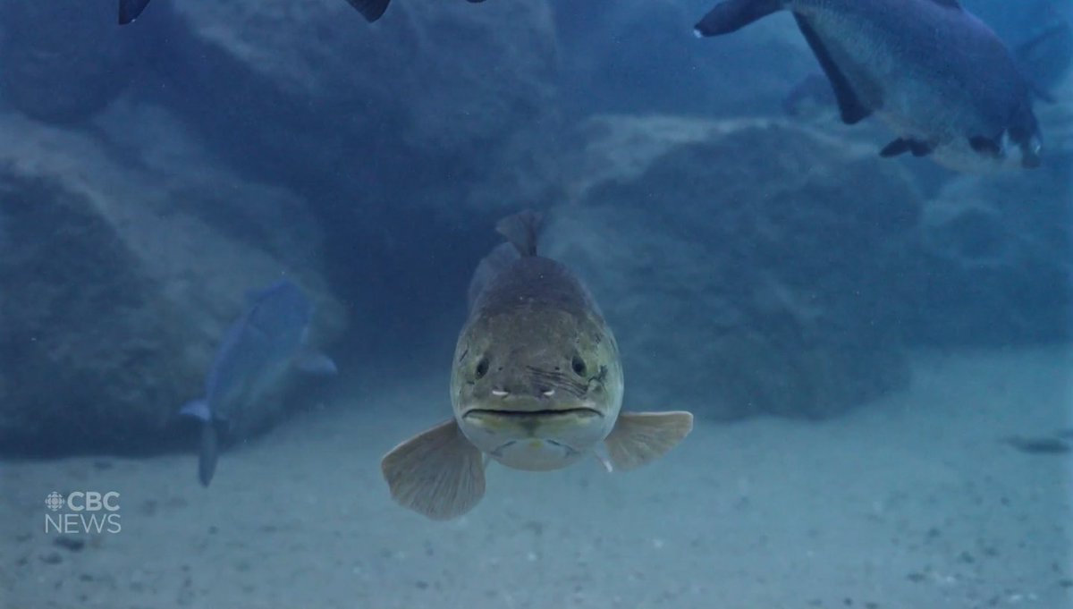 OODMag's tweet image. Fish school around cooling outflow from Bruce Nuclear Generating Station into Lake Huron. Documentary filmmakers get a close look to promote “Hidden Below: the Great Lakes” ahead of Earth Day.
cbc.ca/news/science/f…
#Fishing #Outdoors #Ontario #LakeHuron #GreatLakes #EarthDay
