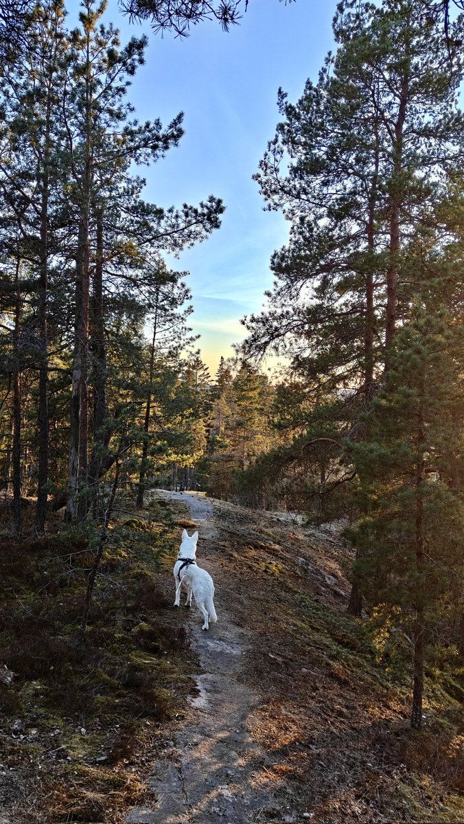 CuePowerBlog's tweet image. Out with Blanca ❤️
Lovely spring evening ❤️
Now some snooker!
Come on Moody 👌
#blancaslife #dogsoftwitter #whiteshepherd