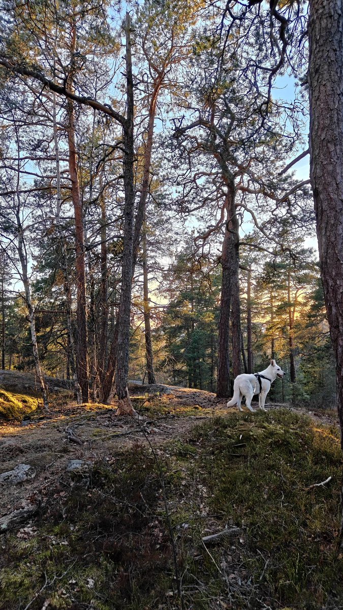 CuePowerBlog's tweet image. Out with Blanca ❤️
Lovely spring evening ❤️
Now some snooker!
Come on Moody 👌
#blancaslife #dogsoftwitter #whiteshepherd