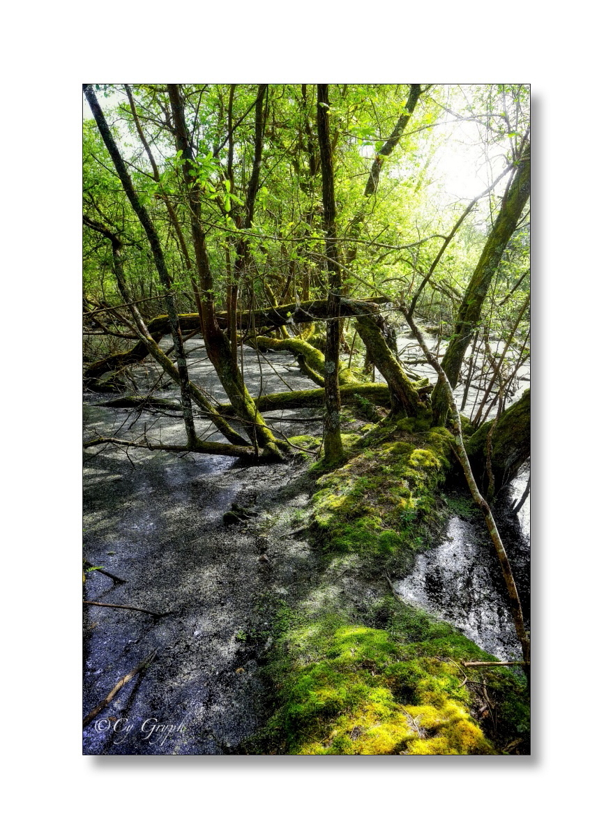 CGryph's tweet image. Bonsoir ! 😊

Soucis avec X ce soir. Il n'arrête pas de buguer.
Dès que je quitte mon fil pour visiter un compte, la manip échoue &amp;gt; "Réessayez" et ça foire... Quitter X et y revenir 🙄

 Je ne me laisse pas abattre😉

Bayou sud-armoricain

#Bretagne #Morbihan #Crach #Photographie