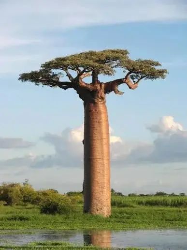 Nature Amazing tweet media