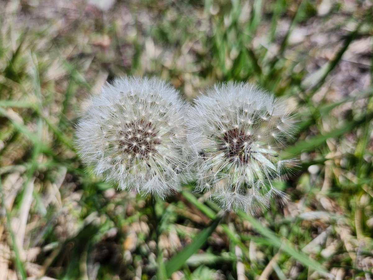 GregLionhart's tweet image. #Dandelion #Seeds #Hiking #MyPhoto #Photography