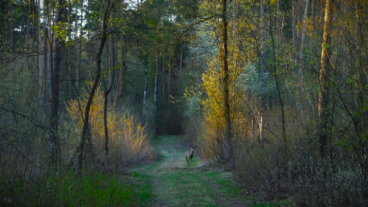 Przyroda powoli budzi się do życia🌳
Czekamy na deszcz 💙🙂
youtube.com/watch?v=BFchb8…