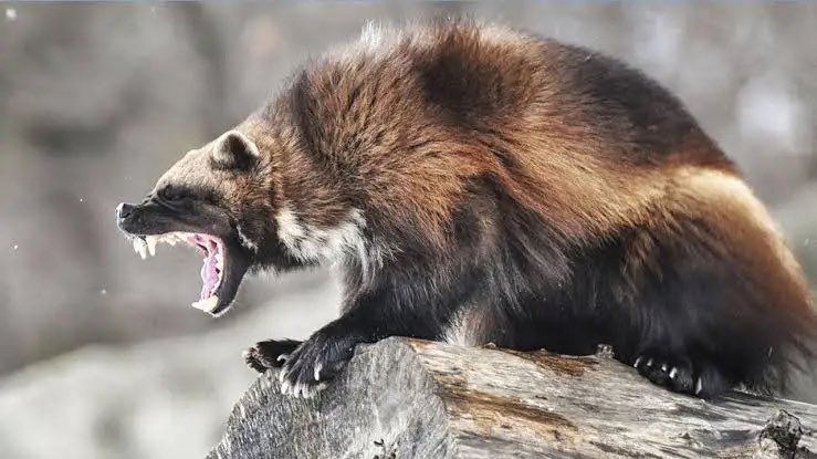 Persona Gnam tweet media