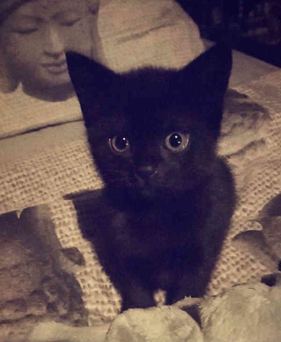 Black cats are not bad luck tweet media