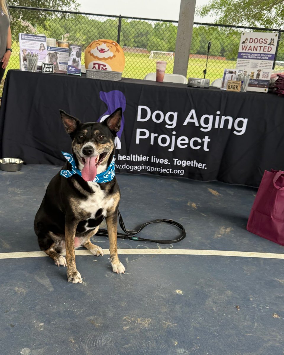 Dog Aging Project tweet media