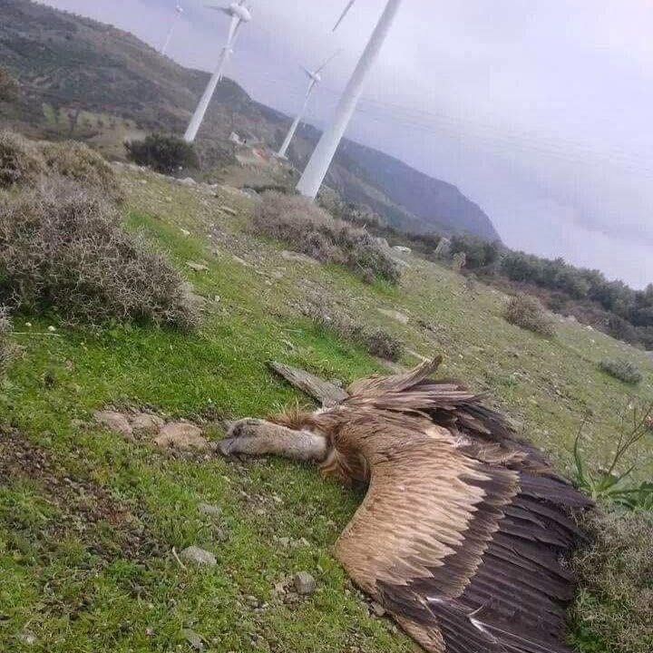 Nellie Oleson tweet media