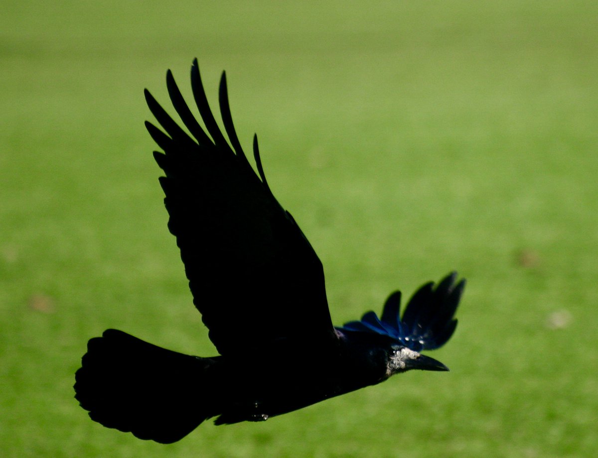mybroadcasts's tweet photo. Tonight on "Mooney Goes Wild" (RTE Radio One at 10pm) I'm on the trail of Rooks in Co. Kildare, along with Dr. Fionn O'Marcaigh as part of NPWS survey, monitoring rookery numbers of these crows  @NatureRTE https://t.co/Rimvyi0BfA