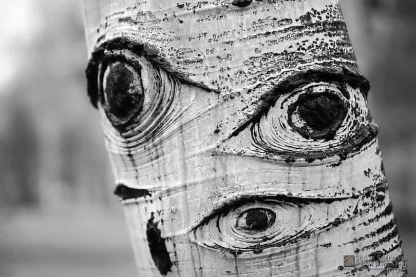 solisolsoli's tweet photo. The Eyes of The Forest https://t.co/dfnHZc4umy