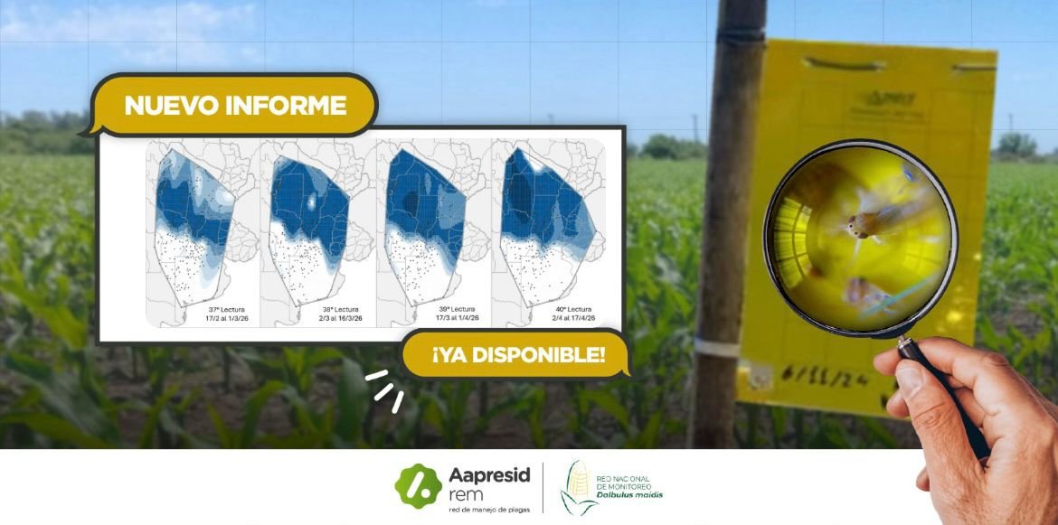 📢 Monitoreo de D. maidis: Informe N° 40

Presión poblacional de chicharritas más temprana e intensa respecto a la campaña anterior.

🔎Atención: NOA y NEA con alta presencia del vector con avances de síntomas foliares y en espigas. 

No bajar la guardia en ninguna zona: el