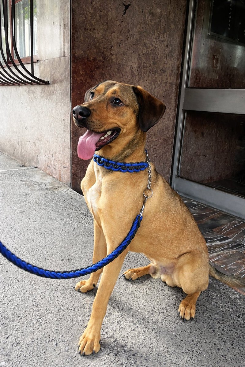 Alex Toledo 👑🏳️‍🌈👑 tweet media