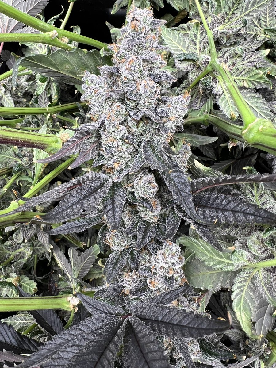 The Plant Stable tweet media