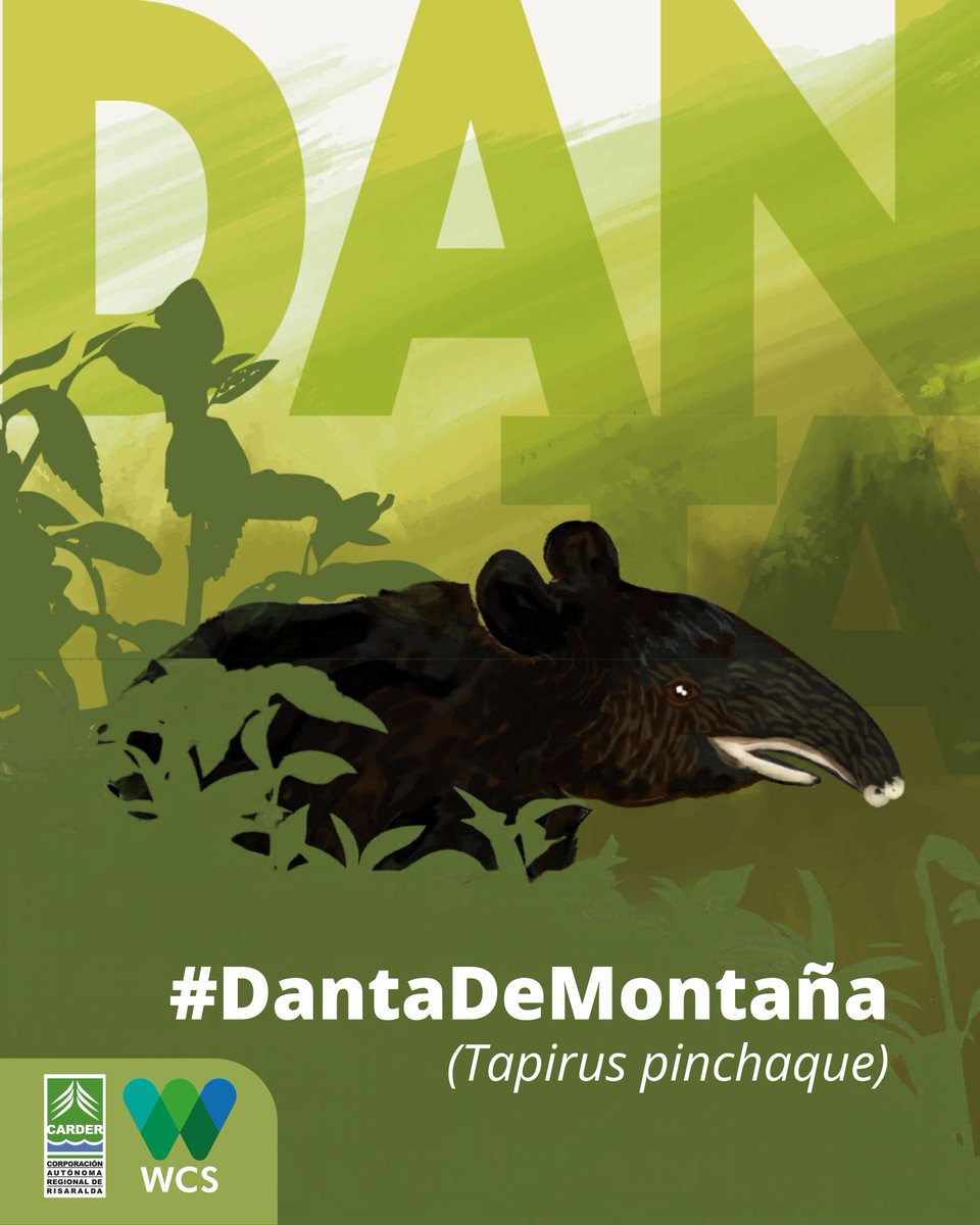 WCSColombia's tweet photo. 🌿 ¿Sabías que la #DantaDeMontaña (Tapirus pinchaque) también es conocida como danta de páramo o tapir andino?

Con su sola presencia en los bosques andinos y páramos se renueva la vegetación del territorio. Por esto y mucho más es considerada una “arquitecta del bosque”. https://t.co/PRGKFSgpc0