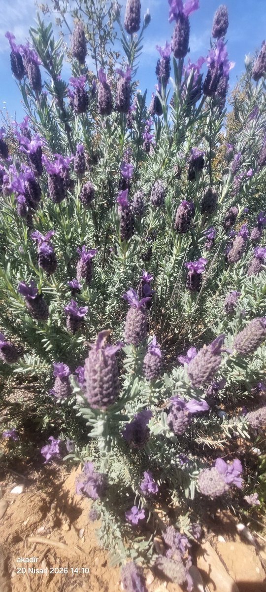 Akadirserim's tweet photo. Karabaş otu ve çalışkan arı 🐝
#karabas #ari #dogal #denge #caliskan https://t.co/sE9fNLmW1N