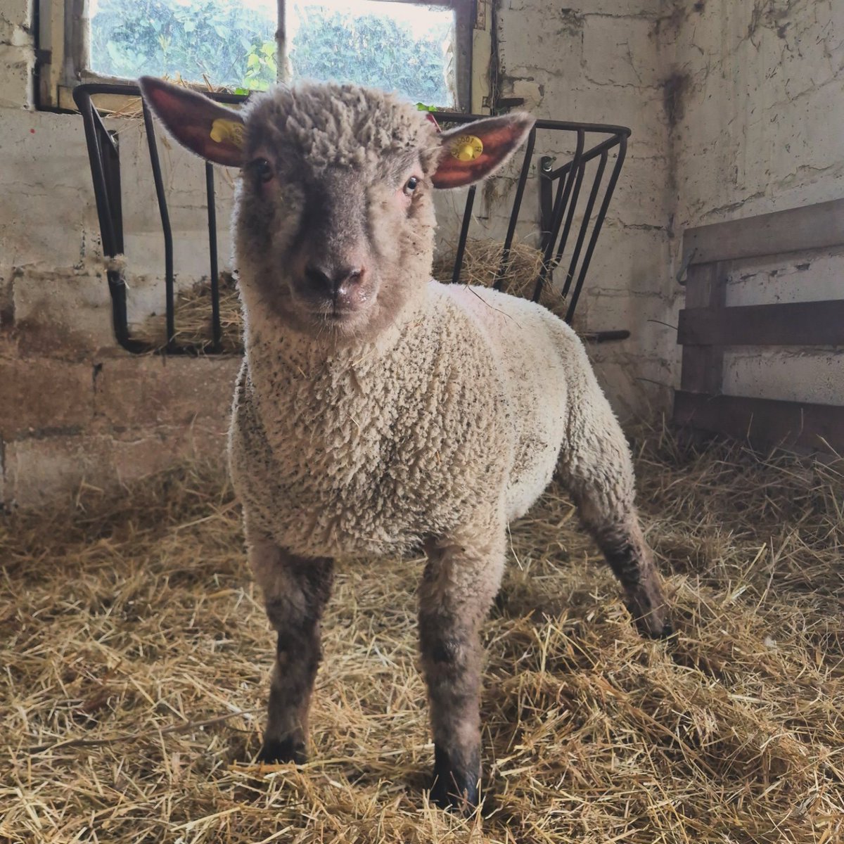 charles_pillet's tweet photo. Un petit nouveau est arrivé : Balou ❤️ 

@Fragritwittos #FrAgTw https://t.co/BII7cPtR7I