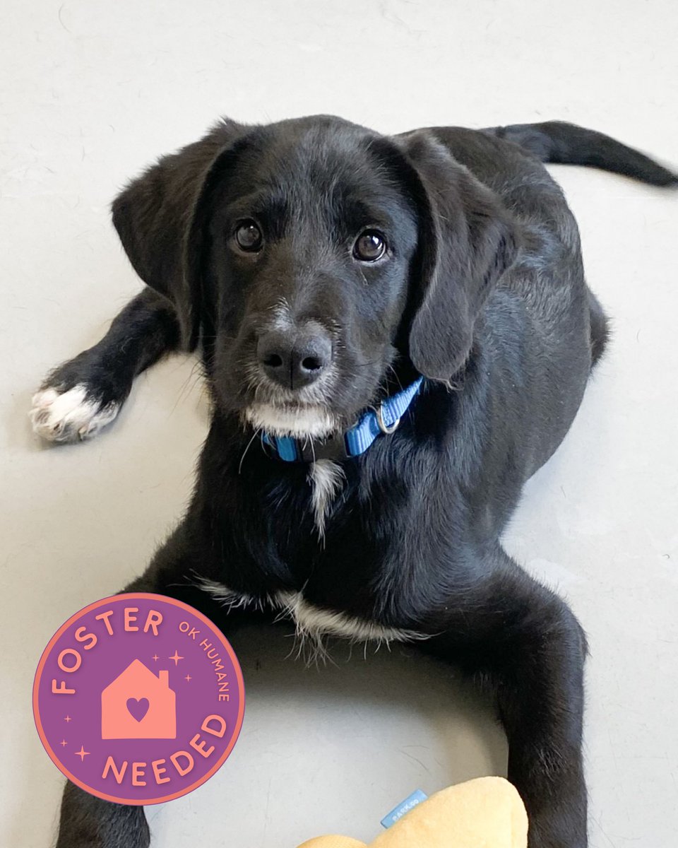 Oklahoma Humane Society tweet media