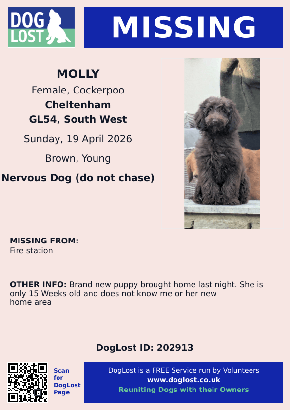 millypod1's tweet image. 🆘19 APR 2026 #Lost Molly #ScanMe #PUPPY
YOUNG Cockerpoo Female
Fire Station /Mays Crescent #Northleach #Cheltenham #Gloucestershire #GL54
doglost.co.uk/dog/202913 

Brand new puppy brought home last night. She is only 15 Weeks old and does not know me or her new home area.