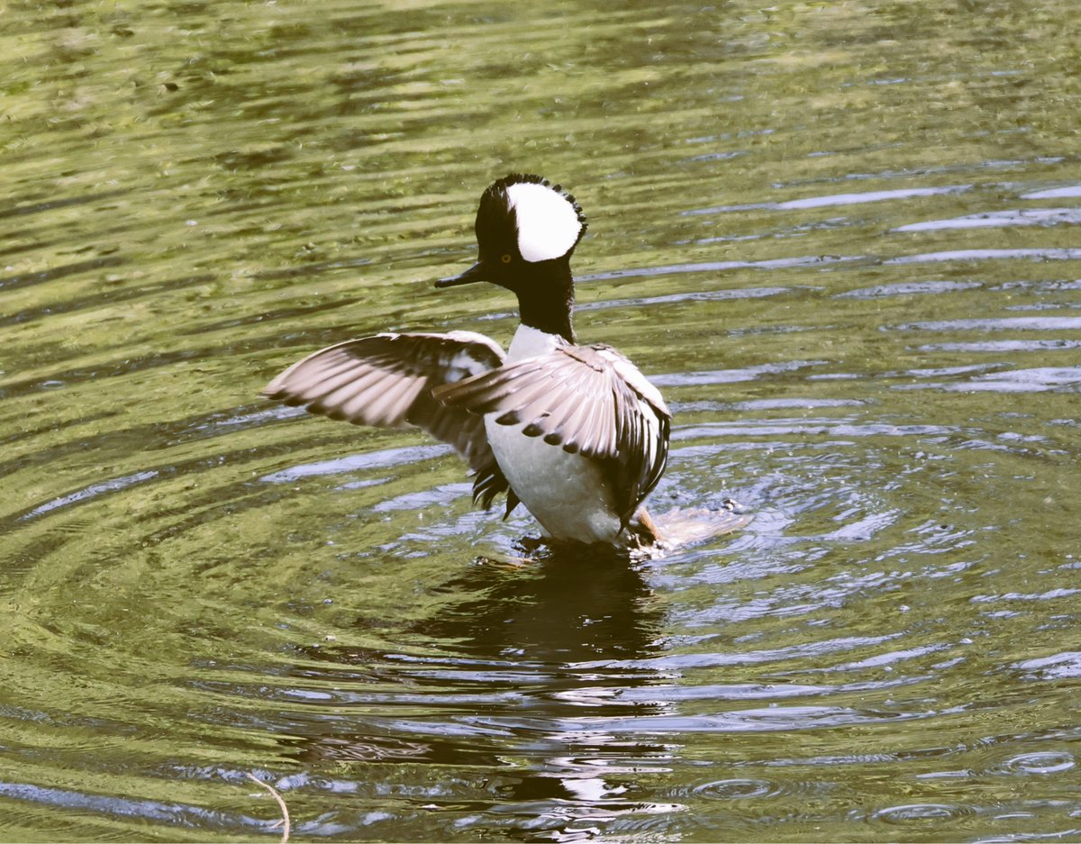 Last_Honest_Man tweet media