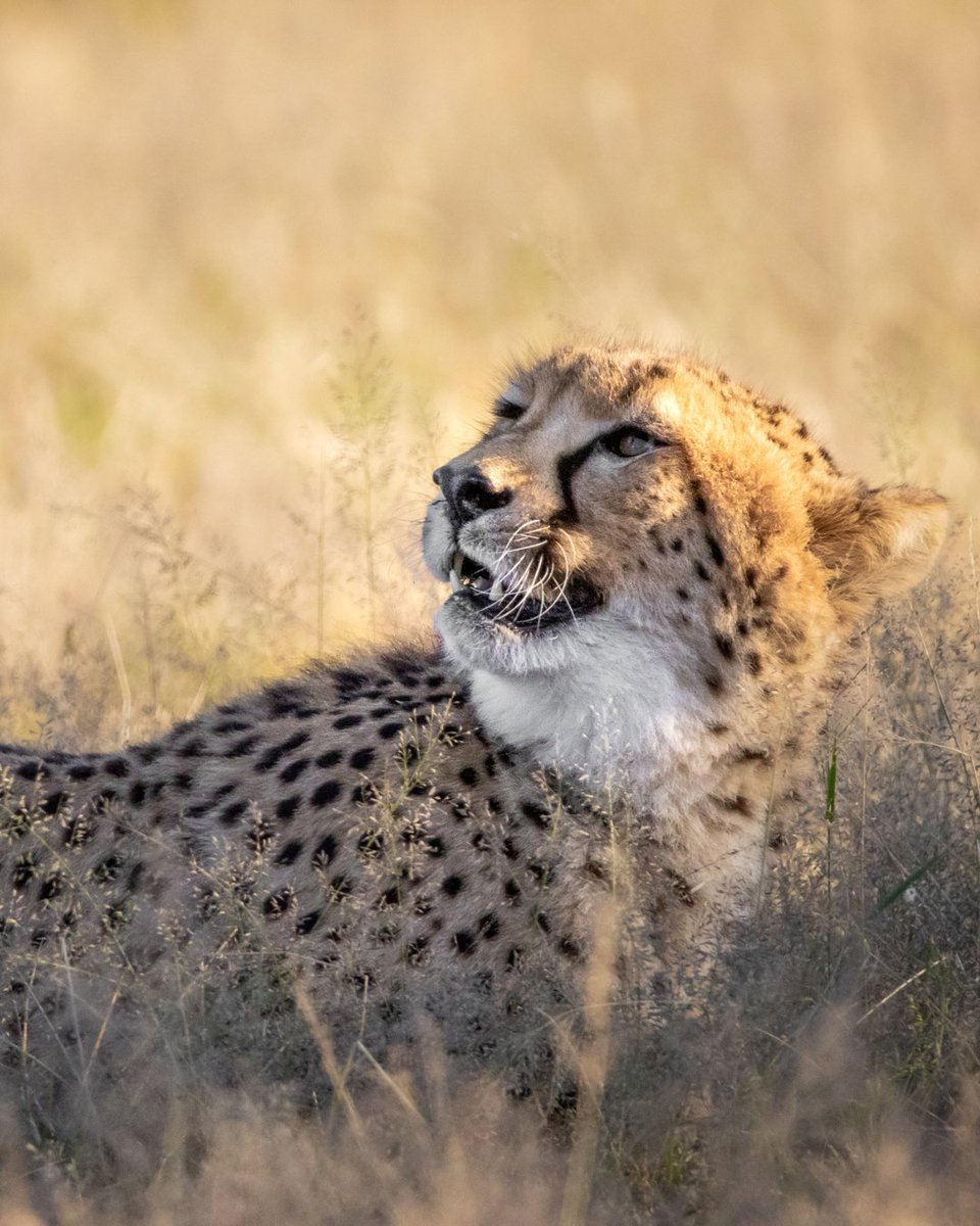 CCFCheetah's tweet image. Need some #travel inspiration for 2026? Join us on safari! The Experience Namibia Conservation Safari runs from October 29 to November 8 (11 days/10 nights) and showcases iconic destinations across #Namibia, including the towering dunes of Sossusvlei and wildlife-rich Etosha