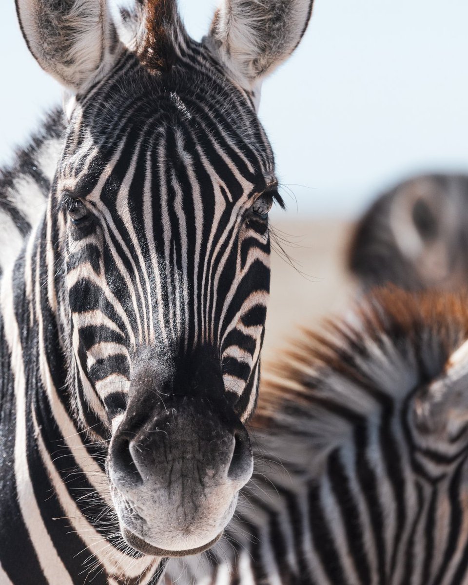 CCFCheetah's tweet image. Need some #travel inspiration for 2026? Join us on safari! The Experience Namibia Conservation Safari runs from October 29 to November 8 (11 days/10 nights) and showcases iconic destinations across #Namibia, including the towering dunes of Sossusvlei and wildlife-rich Etosha