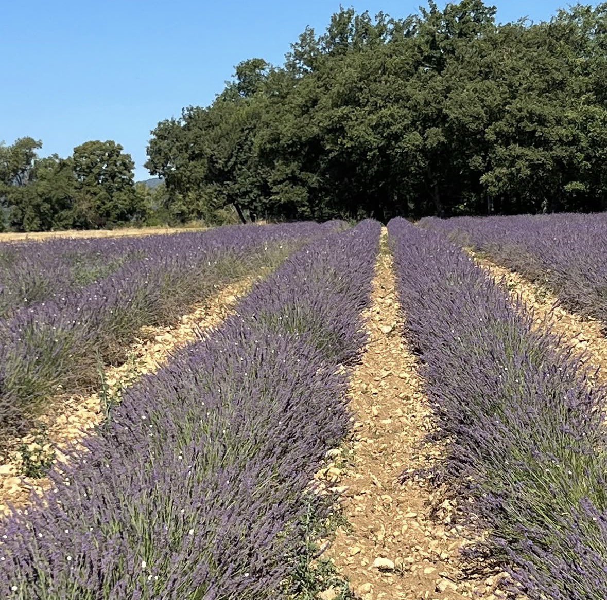 Matiere Premiere is releasing a new fragrance called Metal Lavender, the house perfumer Aurélien Guichard grows his own lavender in his own fields and uses it in this fragrance