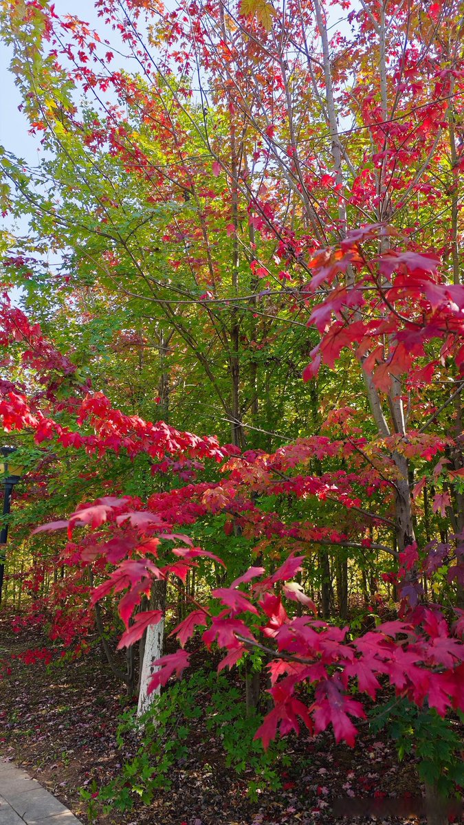 josvaldochavez's tweet image. Autumn breeze + golden leaves = perfect afternoon walks  #FallVibes