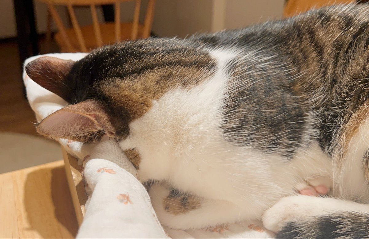 ドーナツてるの tweet media