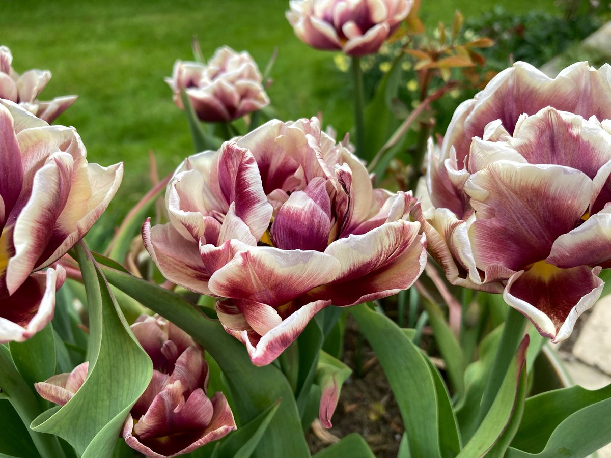 DrCarolPercy's tweet photo. These lovely tulips from @farmergracy turned out exactly as I hoped. https://t.co/CGu9yCZDQP