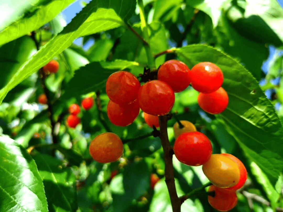 ponchick tweet media